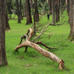 La Secretaría de Ambiente intensifica esfuerzos ante caída de árboles en Bogotá