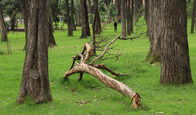 La Secretaría de Ambiente intensifica esfuerzos ante caída de árboles en Bogotá