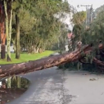 “Estamos atrapados y no podemos salir”: Caída de árbol en barrio La Floresta provoca grave situación en Suba 