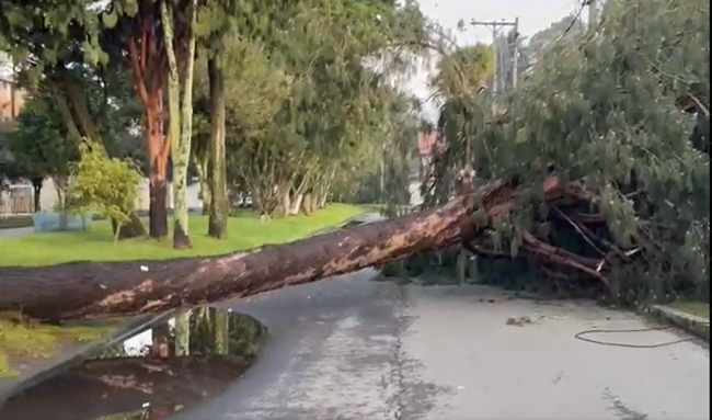 “Estamos atrapados y no podemos salir”: Caída de árbol en barrio La Floresta provoca grave situación en Suba 