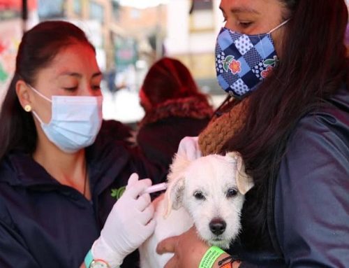 Alcaldía de Suba reafirma su compromiso con el bienestar y protección animal