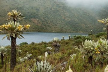 Cundinamarca invierte más de $30.000 millones en sostenibilidad y bienestar verde 