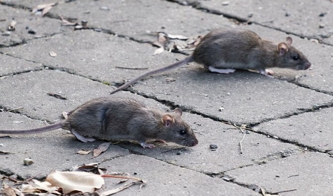 Emergencia sanitaria: Colsubsidio abandonado agrava plaga de roedores y zancudos en Suba