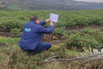 CAR aumenta acciones de control contra la destrucción de frailejones en zonas de páramo: esta vez fue en Rabanal