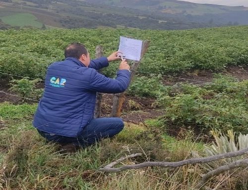 CAR aumenta acciones de control contra la destrucción de frailejones en zonas de páramo: esta vez fue en Rabanal