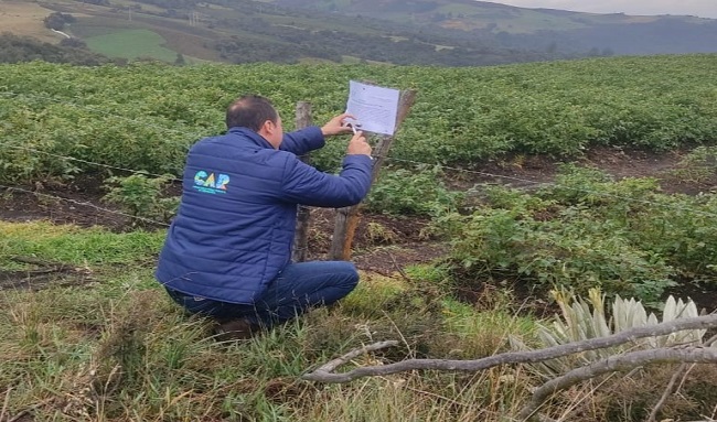 CAR aumenta acciones de control contra la destrucción de frailejones en zonas de páramo: esta vez fue en Rabanal