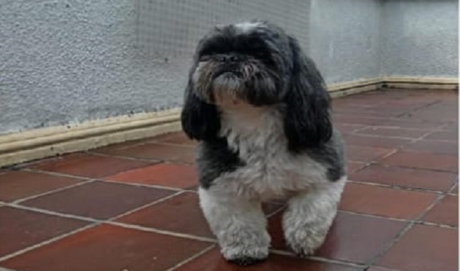 ¡Se Busca! Tokio, un Cachorro de raza Shih Tzu Perdido en Chapinero