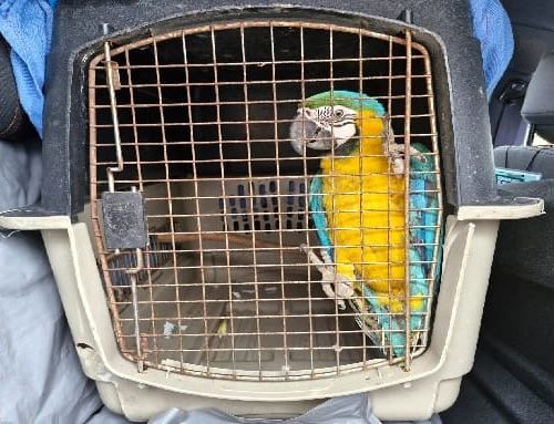 CAR rescata guacamaya en cautiverio y con señales de maltrato