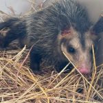 Un perezoso y una zarigüeya: las más recientes liberaciones de fauna silvestre en el territorio CAR