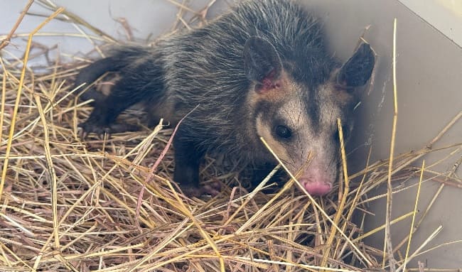 Un perezoso y una zarigüeya: las más recientes liberaciones de fauna silvestre en el territorio CAR