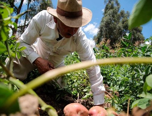 ‘Este 18 de marzo reafirmamos compromiso con trabajadores del campo y la ciudad’, afirma la ministra de Agricultura