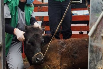 Desmantelan matadero clandestino en Fontanar del Río, Suba y revelan red ilegal de distribución de carne