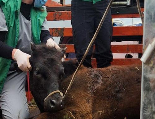 Desmantelan matadero clandestino en Fontanar del Río, Suba y revelan red ilegal de distribución de carne