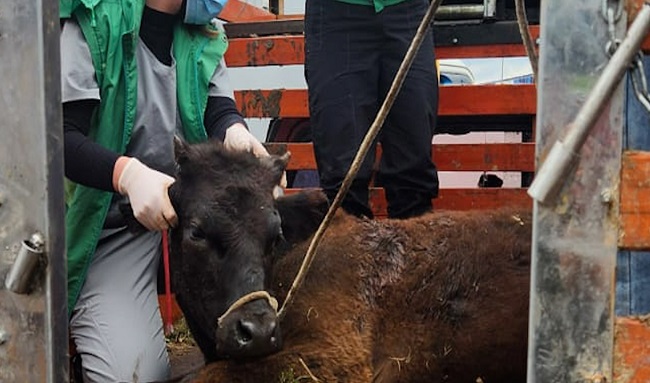 Desmantelan matadero clandestino en Fontanar del Río, Suba y revelan red ilegal de distribución de carne