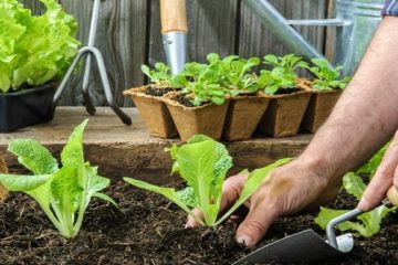 La Alcaldía de Suba impulsa la agricultura urbana con nuevo proyecto de huertas