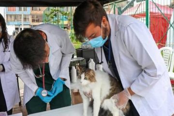 Jornada gratuita de esterilización en Usaquén: conozca fecha, lugar y requisitos