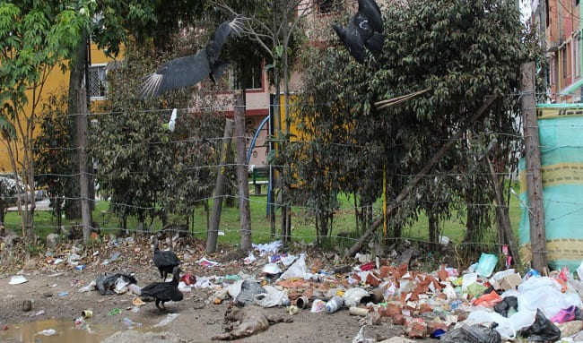 Vecinos de Villa María denuncian plaga de roedores por basuras acumuladas en predios de la ALO