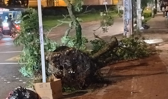 Árbol Caído Mantiene en Vilo a Residentes de Pinos