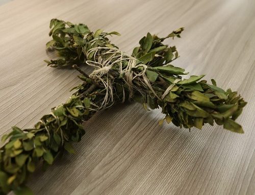 Laurel de cera: Secretaría de Ambiente de Bogotá invita a denunciar su uso en las celebraciones del 3 de mayo