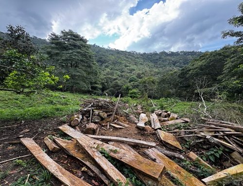 Más de 20 árboles nativos fueron talados en el cerro El Tabor, área protegida de Cundinamarca