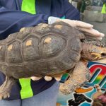 CAR rescata morrocoy que estuvo cautivo más de 4 años en el patio de una casa en La Mesa, Cundinamarca