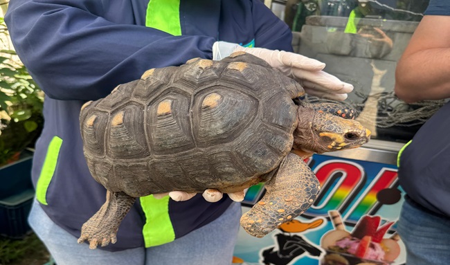 CAR rescata morrocoy que estuvo cautivo más de 4 años en el patio de una casa en La Mesa, Cundinamarca