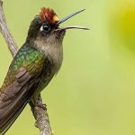 Suba y Cota se preparan para el Global Big Day con una jornada de avistamiento de aves