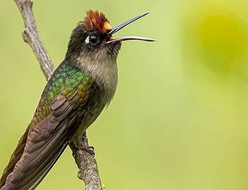 Suba y Cota se preparan para el Global Big Day con una jornada de avistamiento de aves
