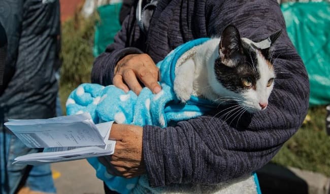 Jornada gratuita de esterilización para perros y gatos en Lisboa este 6 de mayo