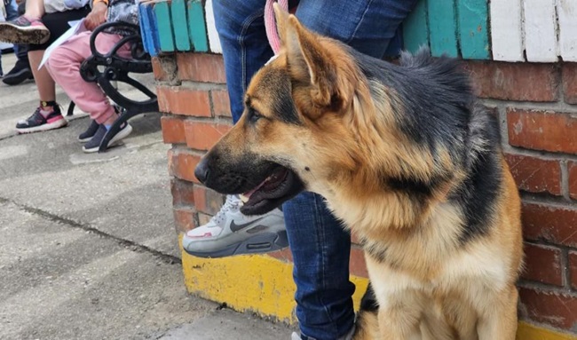 Esterilizaciones gratuitas para perros y gatos en Bogotá 26, 27 y 28 de mayo