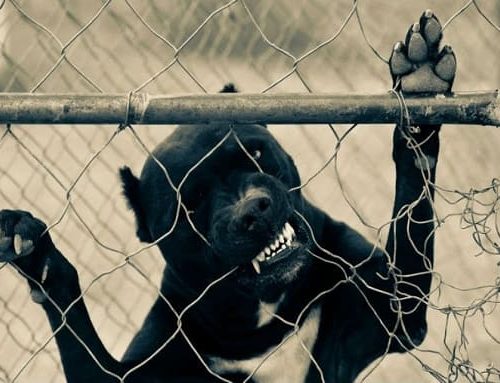 Delincuente usó a un perro para robar y terminó abandonándolo en plena calle en Bogotá