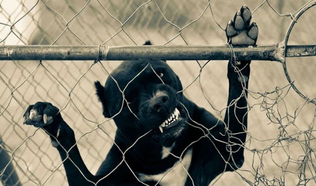 Delincuente usó a un perro para robar y terminó abandonándolo en plena calle en Bogotá