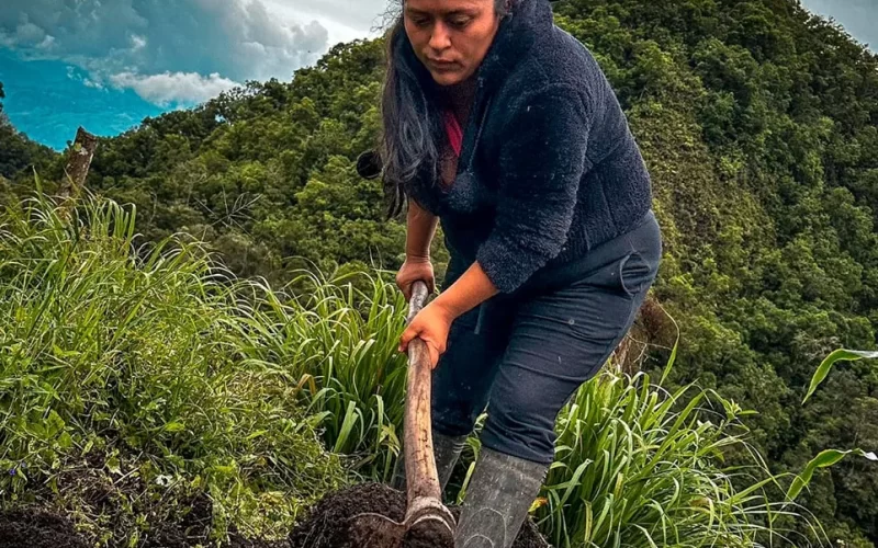 Mujeres cabeza de hogar sembrarán yuca y criarán gallinas en 313 hectáreas entregadas por el Gobierno