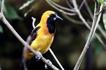 La capital de los humedales: Bogotá es un refugio para aves migratorias y locales