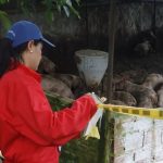 CAR Cundinamarca suspende criadero de cerdos en San Antonio del Tequendama