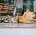 Diferencias entre comida húmeda y seca para gatos: ¿cuál le conviene más a tu mascota?