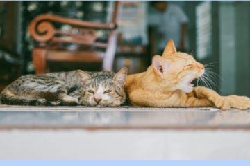 Diferencias entre comida húmeda y seca para gatos: ¿cuál le conviene más a tu mascota?