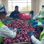 ICA y aliados incautan toneladas de semillas