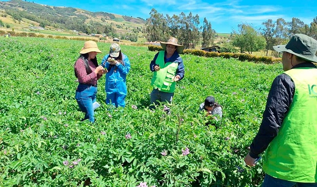 La Papa: Pilar de la Seguridad Alimentaria