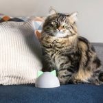 No dejes que pulgas y garrapatas le roben años de vida a tu mascota