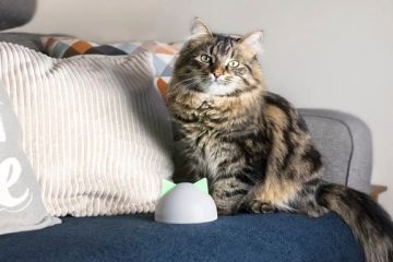 No dejes que pulgas y garrapatas le roben años de vida a tu mascota