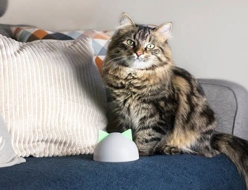 No dejes que pulgas y garrapatas le roben años de vida a tu mascota