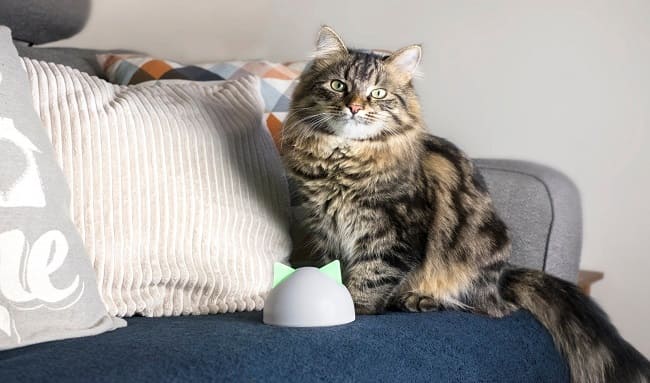 No dejes que pulgas y garrapatas le roben años de vida a tu mascota