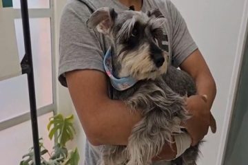 Usaquén realizará este viernes la primera brigada médico veterinaria del mes