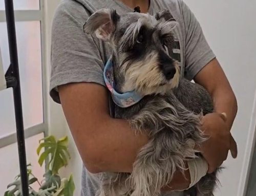 Usaquén realizará este viernes la primera brigada médico veterinaria del mes