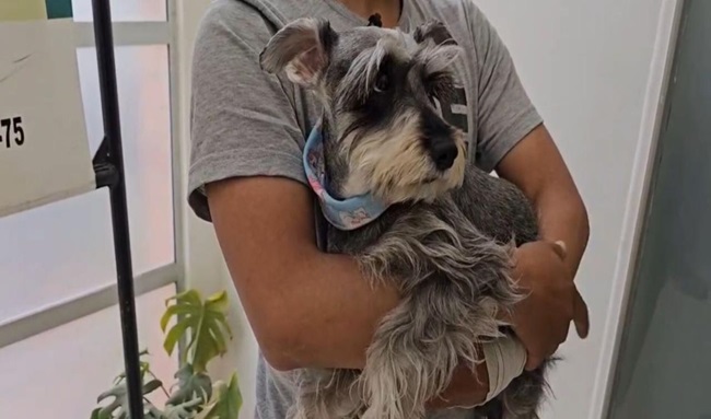 Capturadas dos personas que exigían dinero por devolver perro robado en Bogotá