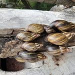 Así avanza la estrategia de erradicación controlada del caracol gigante africano por parte de la CAR