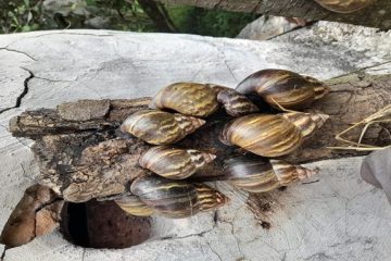 Así avanza la estrategia de erradicación controlada del caracol gigante africano por parte de la CAR