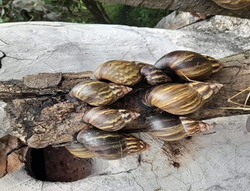 Así avanza la estrategia de erradicación controlada del caracol gigante africano por parte de la CAR