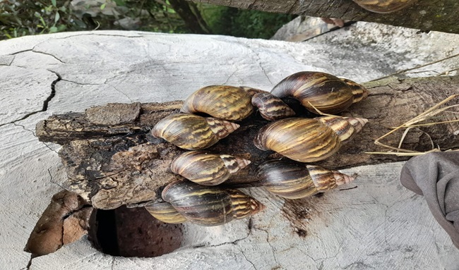 Así avanza la estrategia de erradicación controlada del caracol gigante africano por parte de la CAR